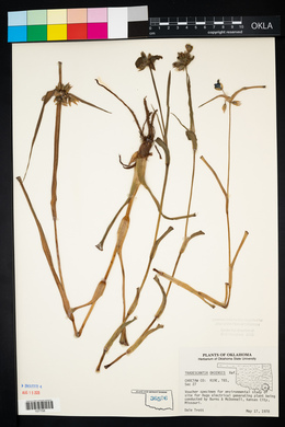 Tradescantia ohiensis image