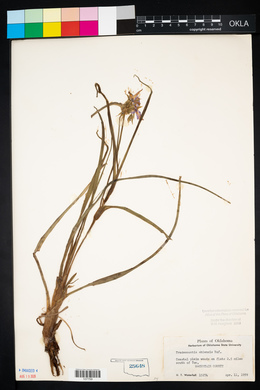 Tradescantia ohiensis image