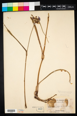 Tradescantia ohiensis image