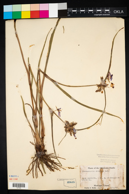 Tradescantia ohiensis image