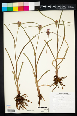 Tradescantia ohiensis image