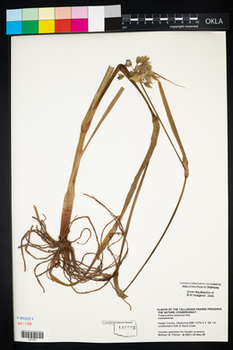 Tradescantia ohiensis image