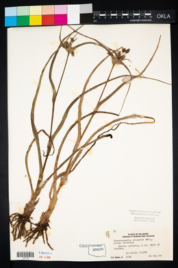 Tradescantia ohiensis image