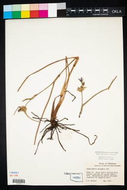 Tradescantia ohiensis image