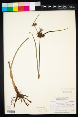 Tradescantia ohiensis image