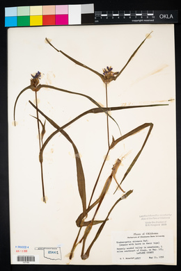 Tradescantia ohiensis image