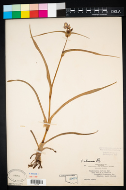 Tradescantia ohiensis image