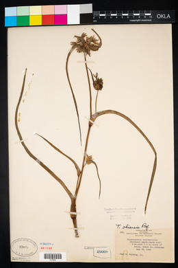 Tradescantia ohiensis image