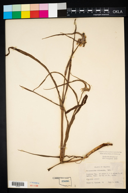 Tradescantia ohiensis image