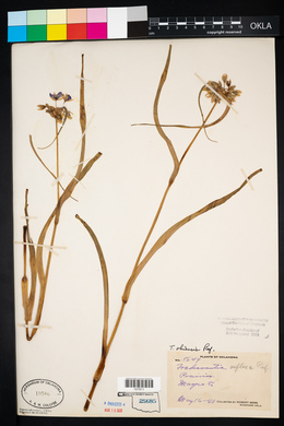 Tradescantia ohiensis image