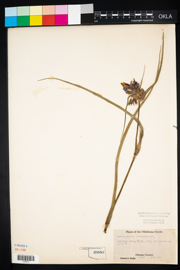 Tradescantia ohiensis image