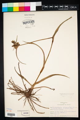 Tradescantia ohiensis image