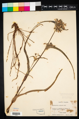 Tradescantia ohiensis image