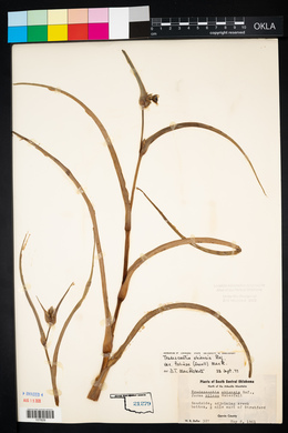 Tradescantia ohiensis image