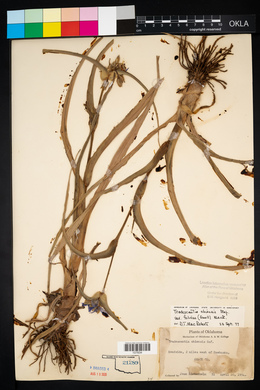 Tradescantia ohiensis image