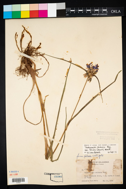 Tradescantia ohiensis image