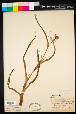 Tradescantia occidentalis image