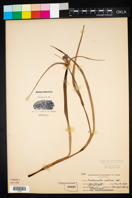 Tradescantia ohiensis image