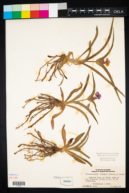 Tradescantia tharpii image