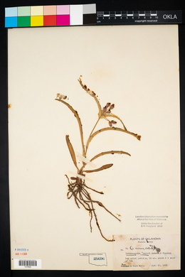 Tradescantia tharpii image