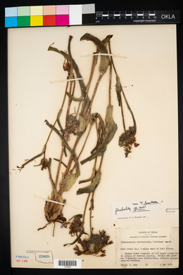 Tradescantia occidentalis image