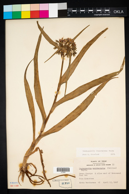 Tradescantia edwardsiana image