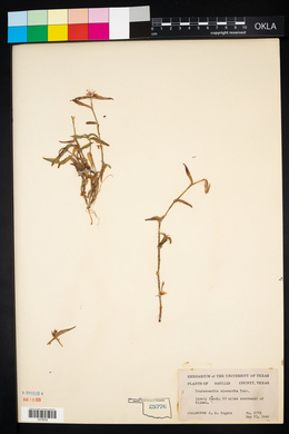 Tradescantia micrantha image