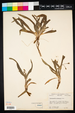 Tradescantia subacaulis image