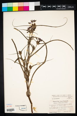 Tradescantia occidentalis image