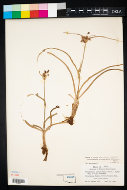 Tradescantia occidentalis image