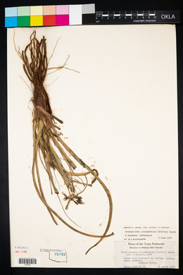 Tradescantia occidentalis image