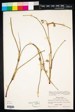 Tradescantia occidentalis var. scopulorum image