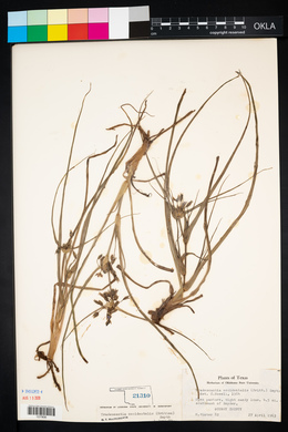 Tradescantia occidentalis image