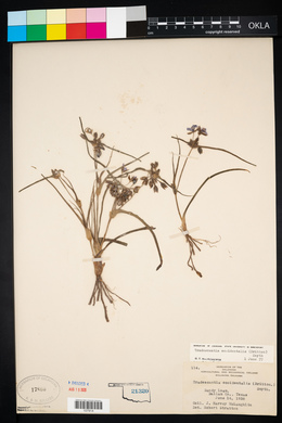 Tradescantia occidentalis image