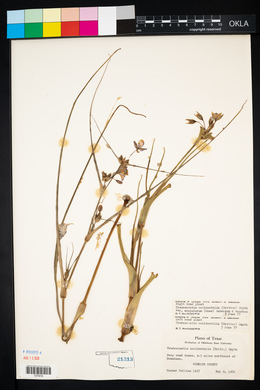 Tradescantia occidentalis image