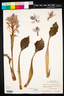 Eichhornia crassipes image
