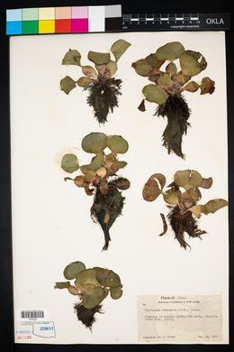 Eichhornia crassipes image