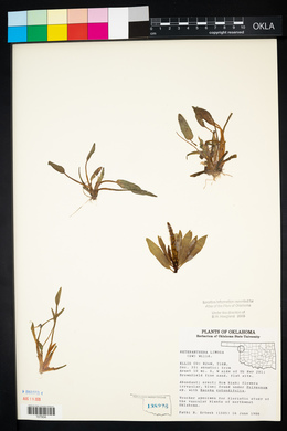 Heteranthera limosa image