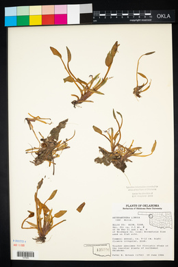 Heteranthera limosa image