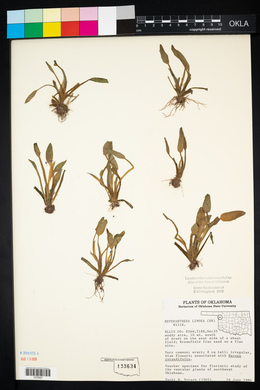 Heteranthera limosa image