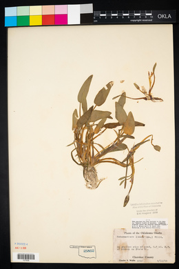 Heteranthera limosa image