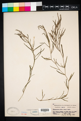 Heteranthera dubia image
