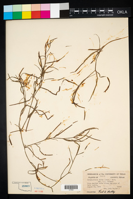 Heteranthera dubia image