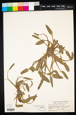 Heteranthera limosa image