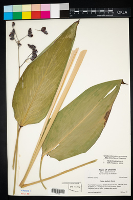 Thalia dealbata image