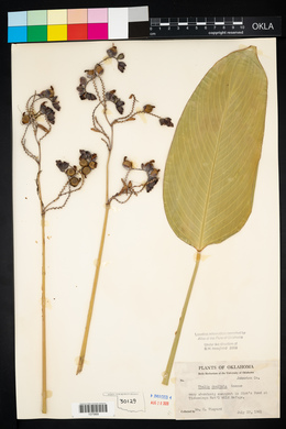 Thalia dealbata image