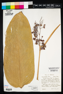 Thalia dealbata image