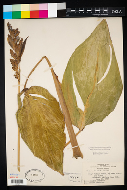 Thalia dealbata image