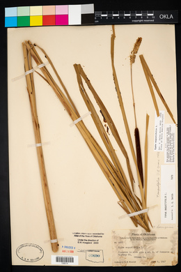 Typha angustifolia image