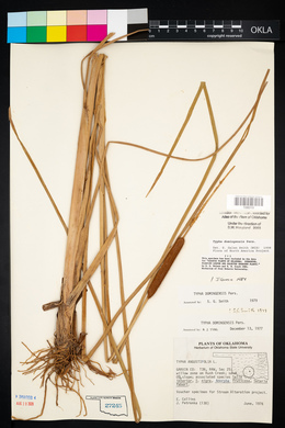 Typha domingensis image